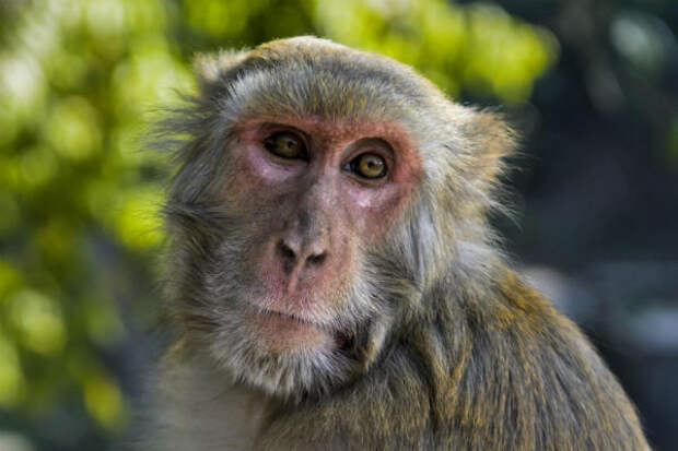 Остров Кох Пэд, расположенный в Таиланде, получил свое название из-за того, что здесь обитают многочисленные макаки-крабоеды. 